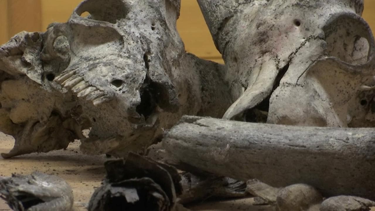 I resti fossili di 15 stambecchi raccontano la storia di 7.000 anni fa