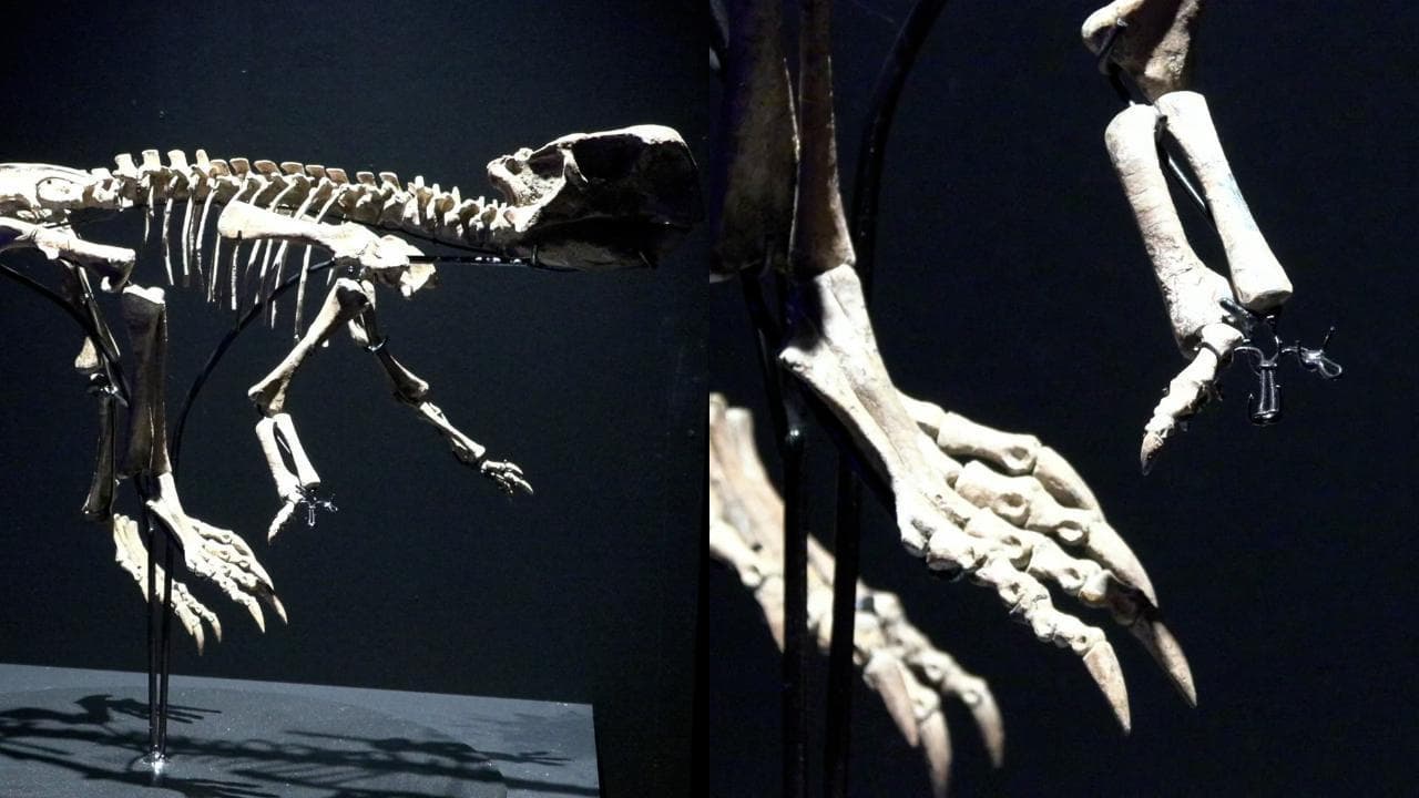 Rubate due falangi a dinosauro il furto alla mostra Lost Hangar