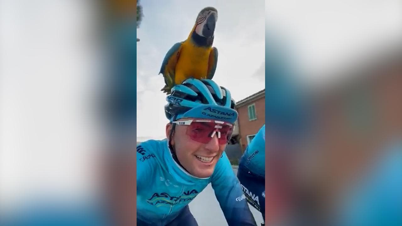 Morte Scarponi, il pappagallo Frankje si allena con Garofoli e Antonio Nibali. "Michele è con noi"