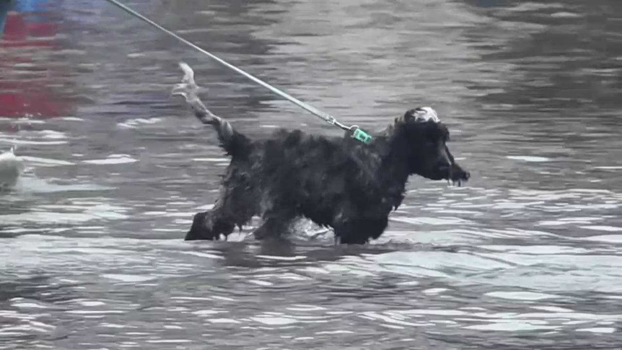 Venezia torna sott'acqua, ecco cosa accade quando il Mose non viene attivato