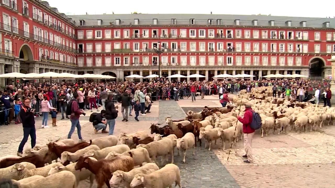 Madrid invasa dalle capre: belati e campanacci nel cuore della capitale per un diritto antico