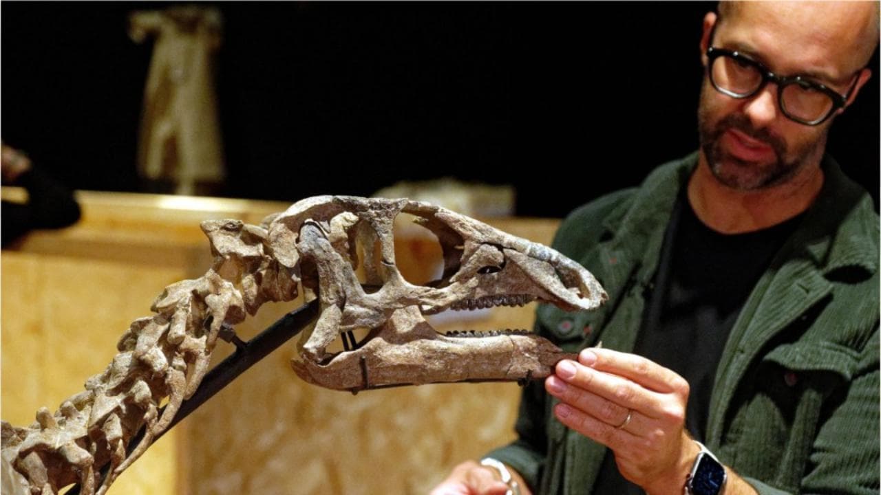 Zephyr l'iguanodonte va all'asta, si parte da 400 mila euro: perché comprare un dinosauro?