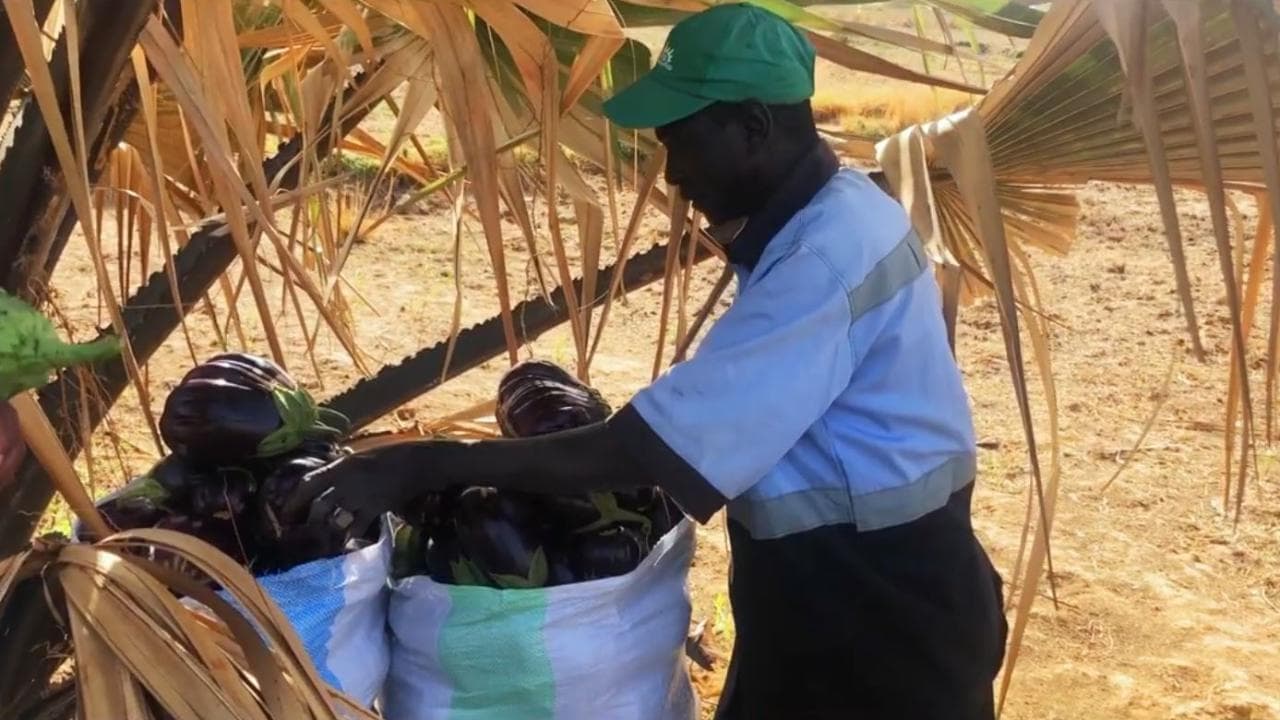 Alimentazione e agricoltura sostenibile, Agroimpresa: ripartire per favorire lo sviluppo del Senegal