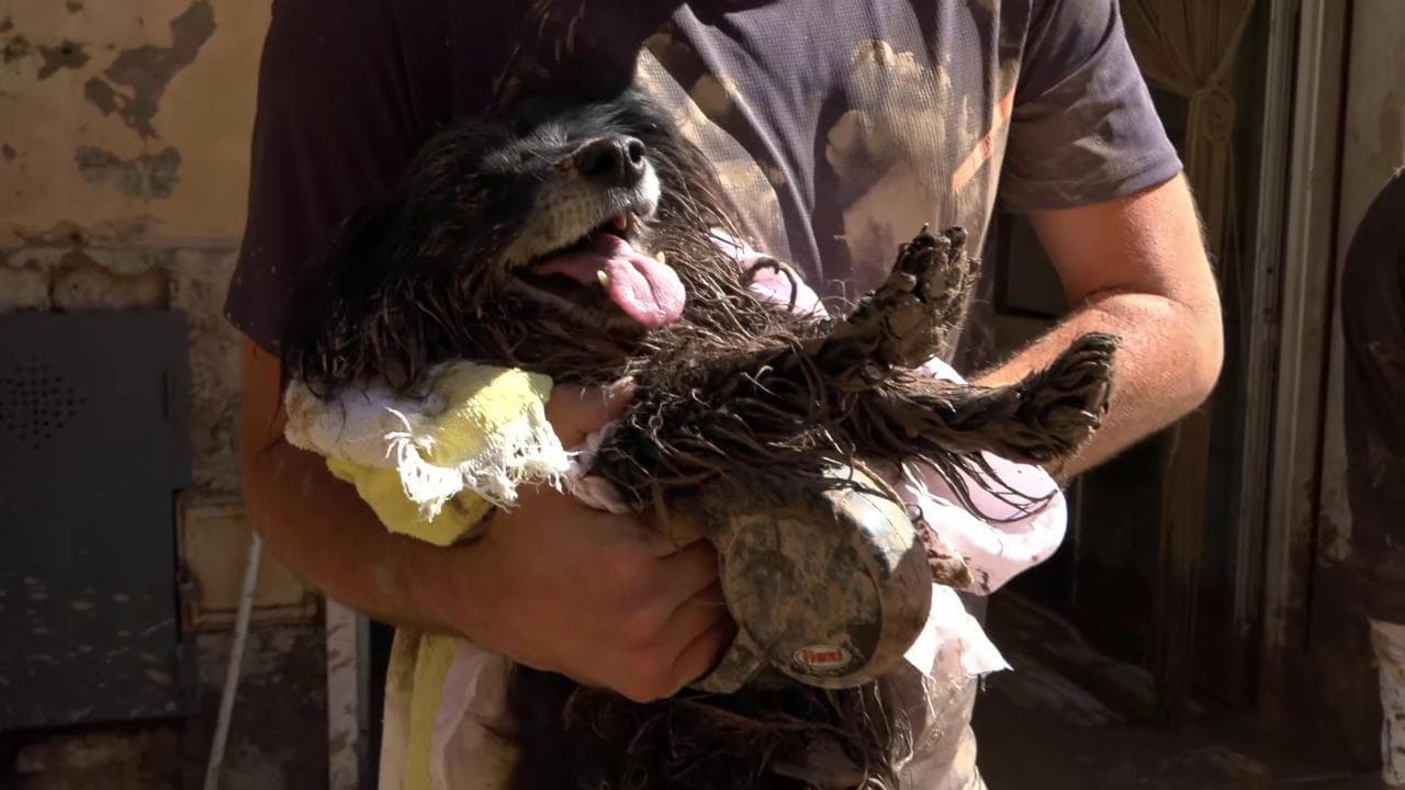 Marche, salvano cane dopo l'alluvione: "Lui sta bene, ora andiamo avanti"