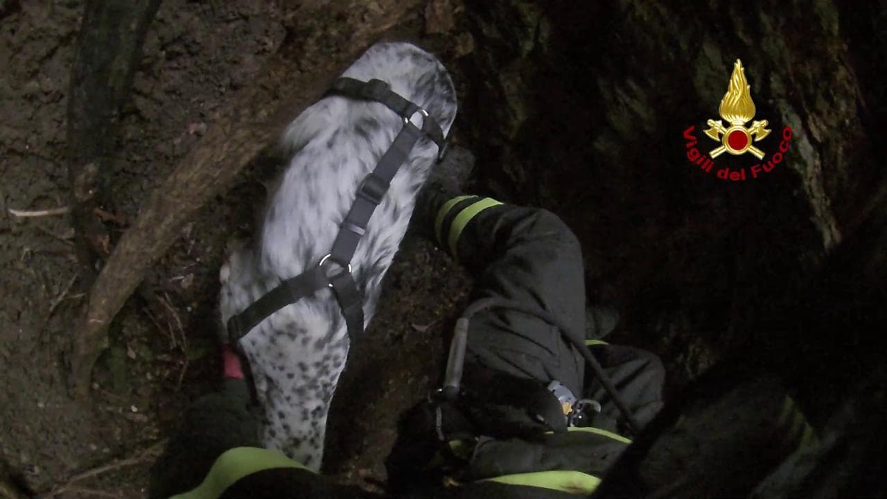 Vicenza, setter in un dirupo di 20 metri: il salvataggio spettacolare dei vigili del fuoco