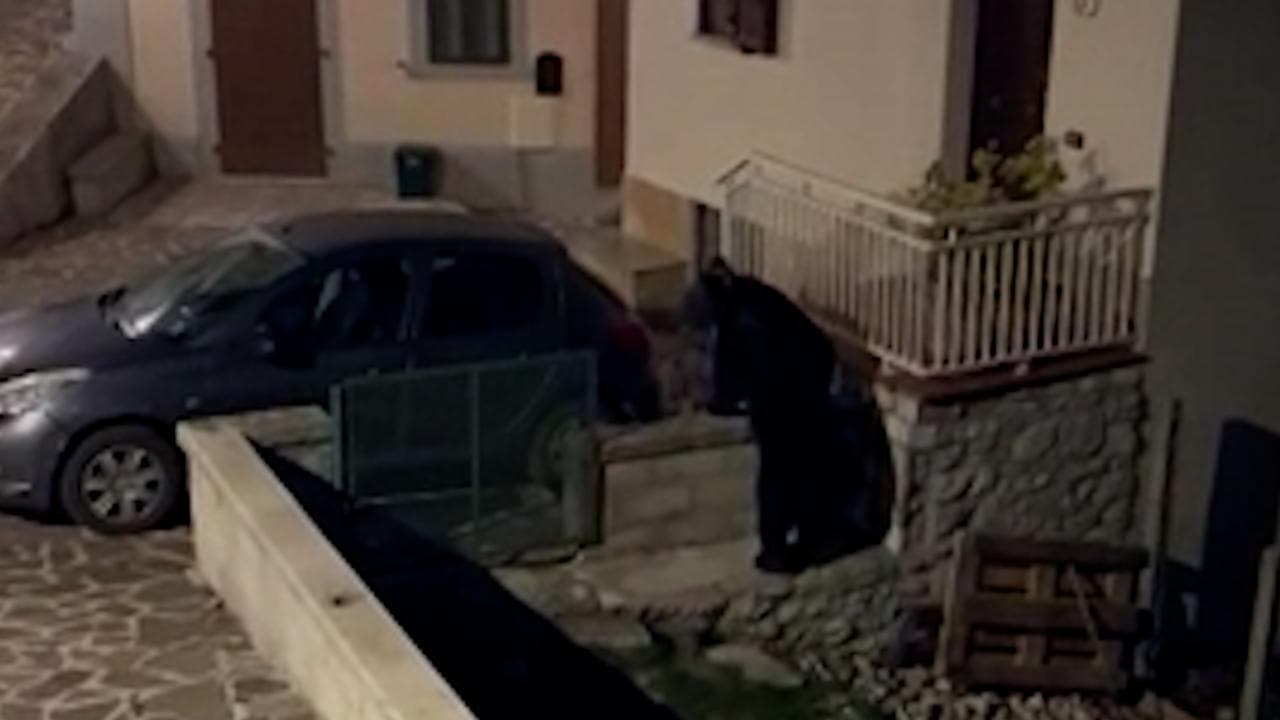 Abruzzo, ricompare Juan Carrito o M20: l'orso ormai famoso passeggia in centro a Pizzoferrato