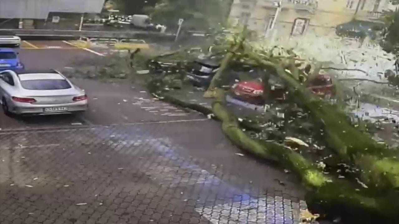 Bolzano, albero secolare crolla in un parcheggio: tragedia sfiorata