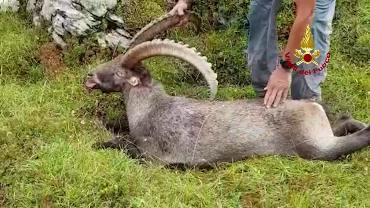 Salvato stambecco che rischia di morire per una scatoletta di tonno arrugginita