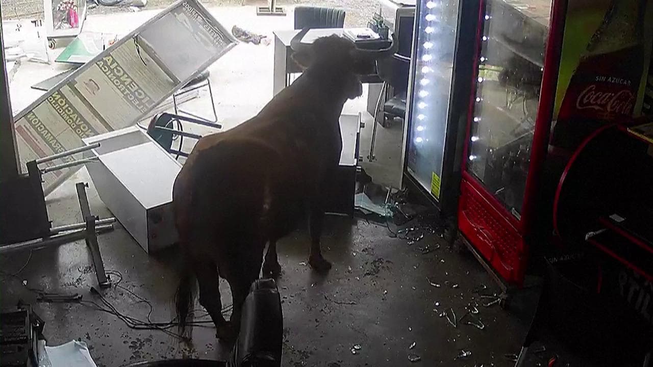 Perù, un toro destinato al macello fugge dal camion e distrugge un bar