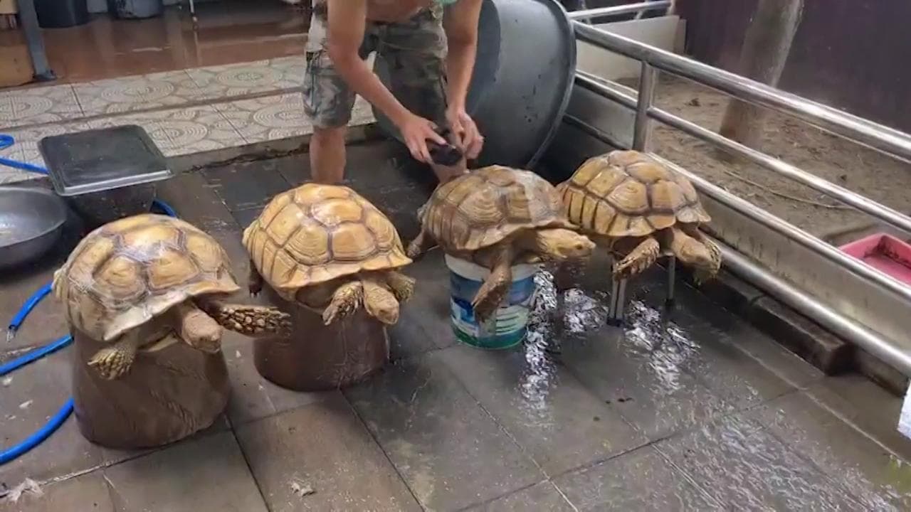 Bangkok, le tartarughe diventano animali d'affezione: "Sono contente quando faccio loro il bagno"
