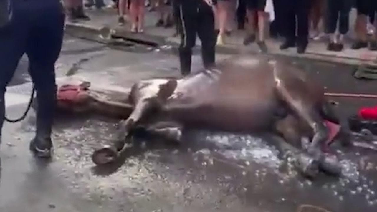 Cavallo stramazza a terra a New York e viene frustato dal proprietario, le immagini choc