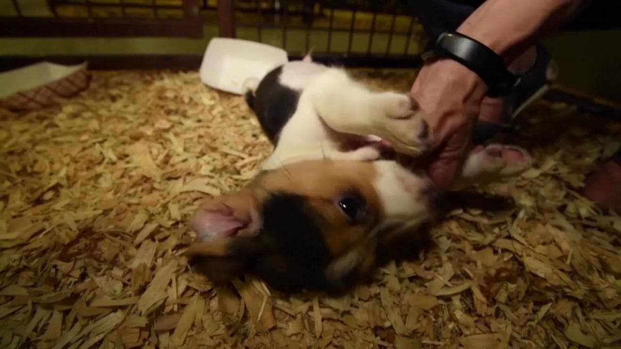 In cerca di padrone: 4000 beagle americani sono stati salvati dai maltrattamenti di un allevamento