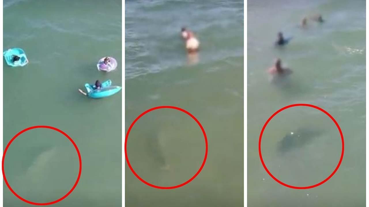 Florida, lo squalo sfiora adulti e bambini immersi che non si accorgono di nulla: il video dal drone