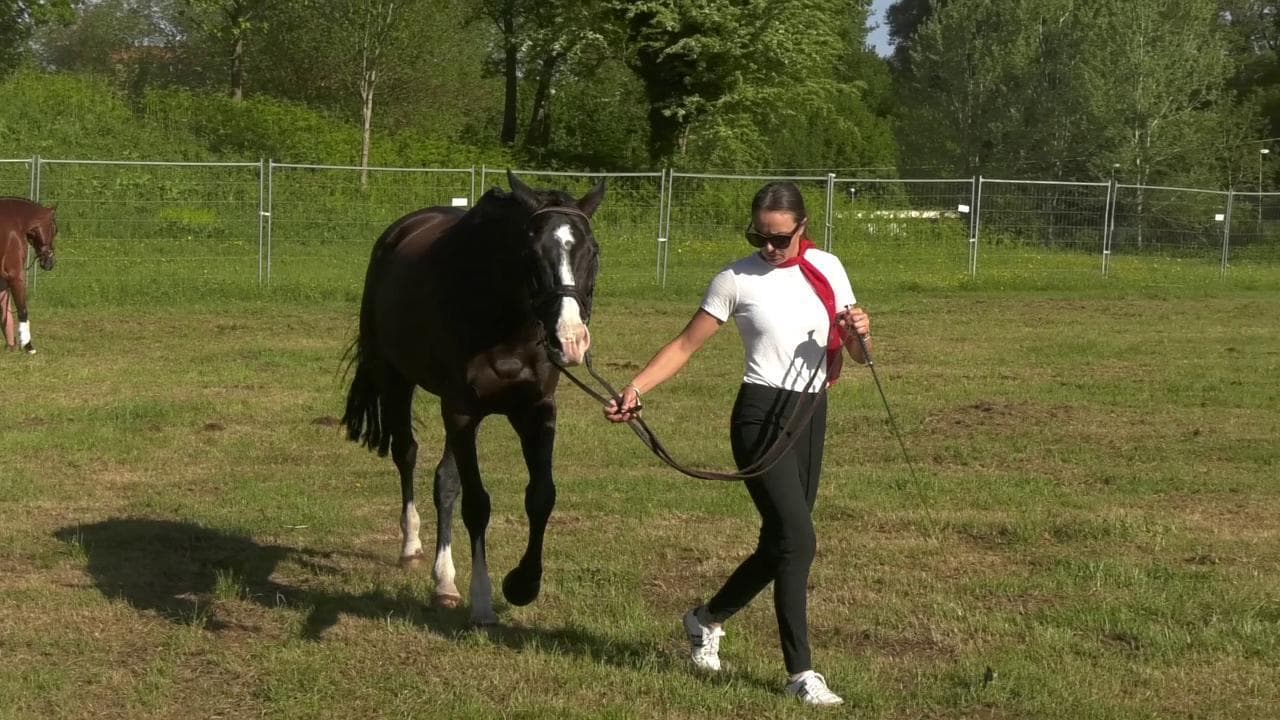 FEI World Championship Roma 2022: l'importanza del binomio uomo-cavallo