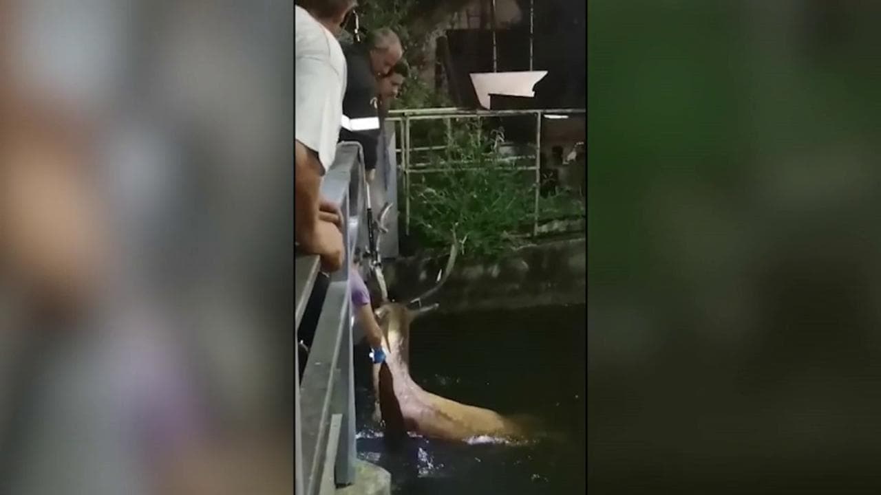 Vercelli, il cervo sta per affogare nel canale, poi arrivano i soccorsi