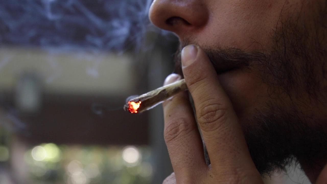 Cannabis, gli Stati generali di Milano a Letta: "Legalizzazione sia al centro del programma del Pd"