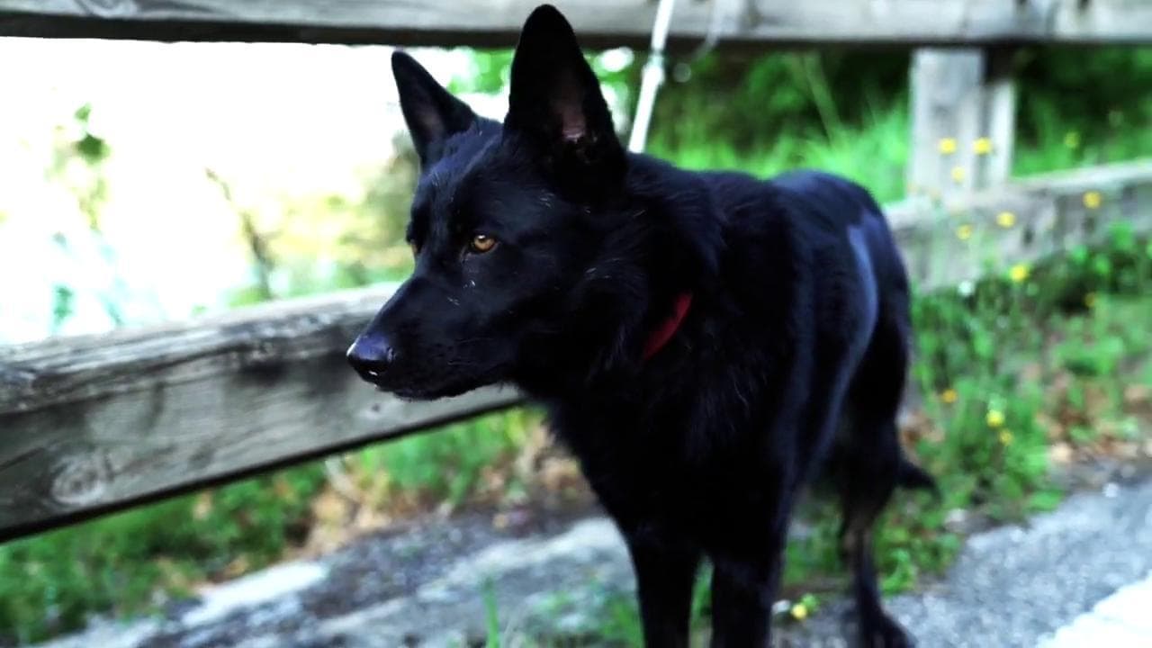 Giornata contro l'abbandono degli animali, il video della polizia racconta il dramma dei cani