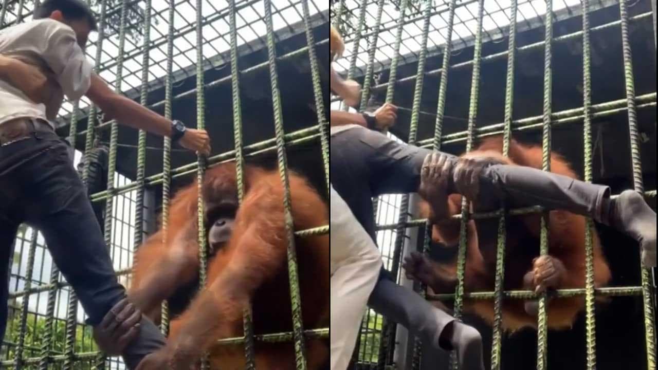 Visitatore si avvicina troppo alla gabbia dell'orango per girare un video: la spaventosa reazione dell'animale