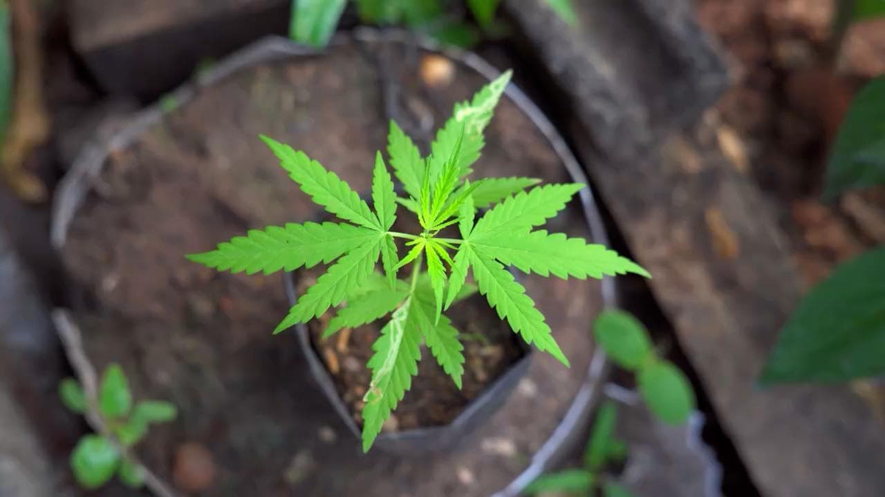 Thailandia, il governo regala 1 milione di piante di cannabis e consente la coltivazione privata