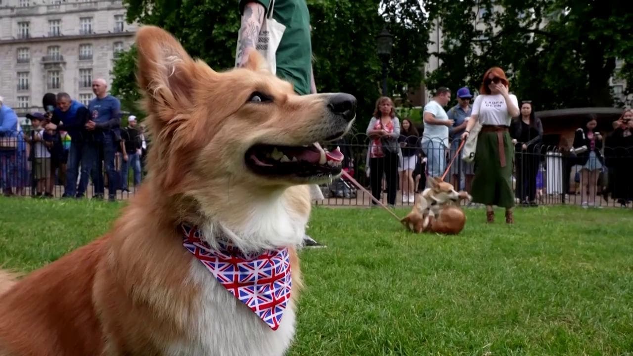 Giubileo della Regina: i corgi sono i grandi protagonisti della parata
