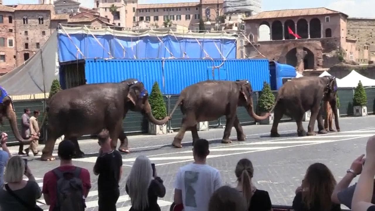 Elefanti, Trotskij e bandiere rosse invadono via dei Fori Imperiali. Il nuovo film di Moretti