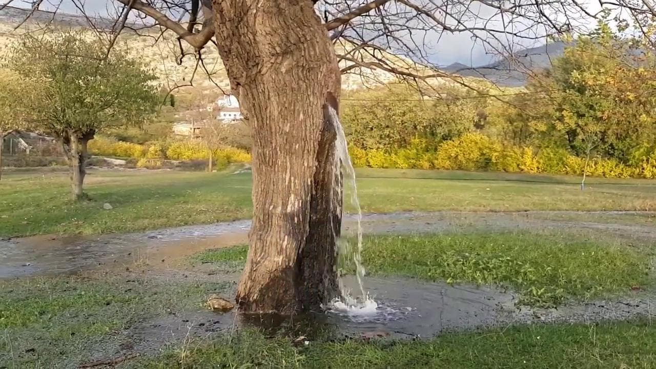 Perché ogni anno in Montenegro da un albero inizia a scorrere una sorgente d'acqua?