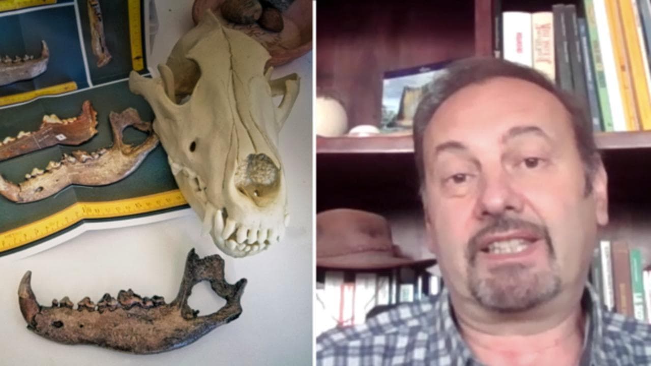 Dal Po in secca riemergono antichi fossili che raccontano di quando la pianura padana era una savana