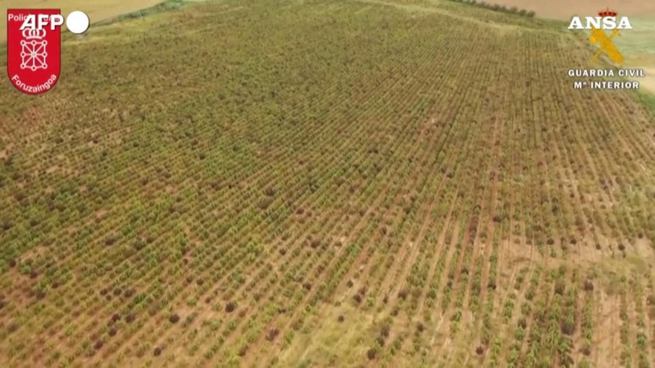 Spagna, sequestrata la piantagione di cannabis più grande d'Europa: le immagini dal drone