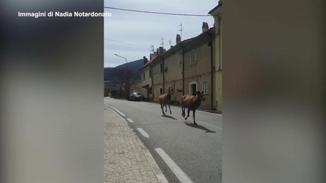 Barrea: la corsa di cervi per le strade del paese abruzzese