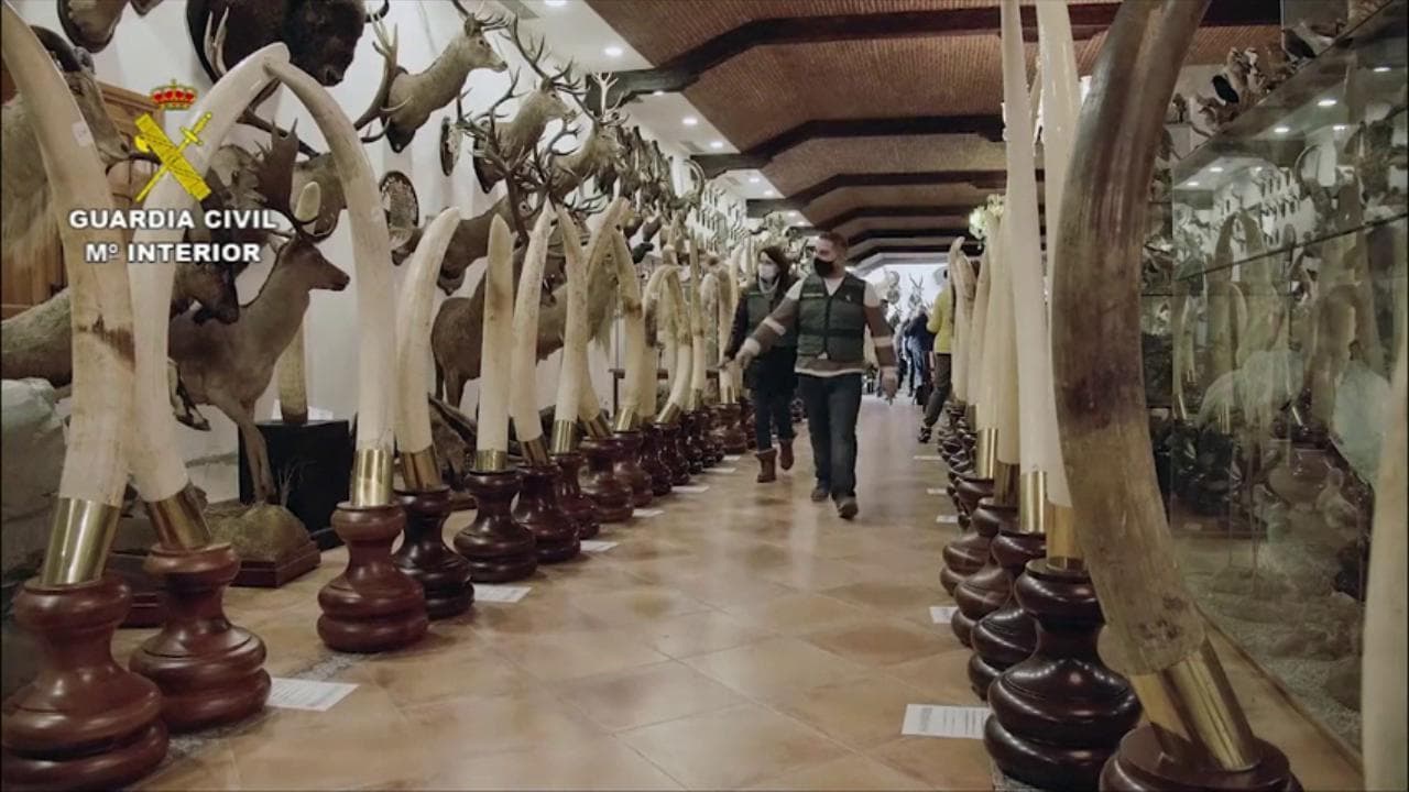 Leoni, ghepardi e rinoceronti imbalsamati: la maxi collezione di 29 milioni sequestrata in Spagna