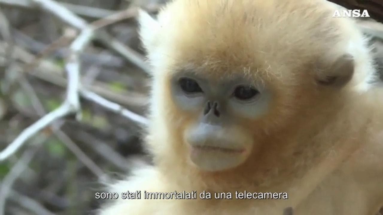 Cina: avvistati 13 cuccioli di "scimmietta d'orata", la specie protetta ha un futuro