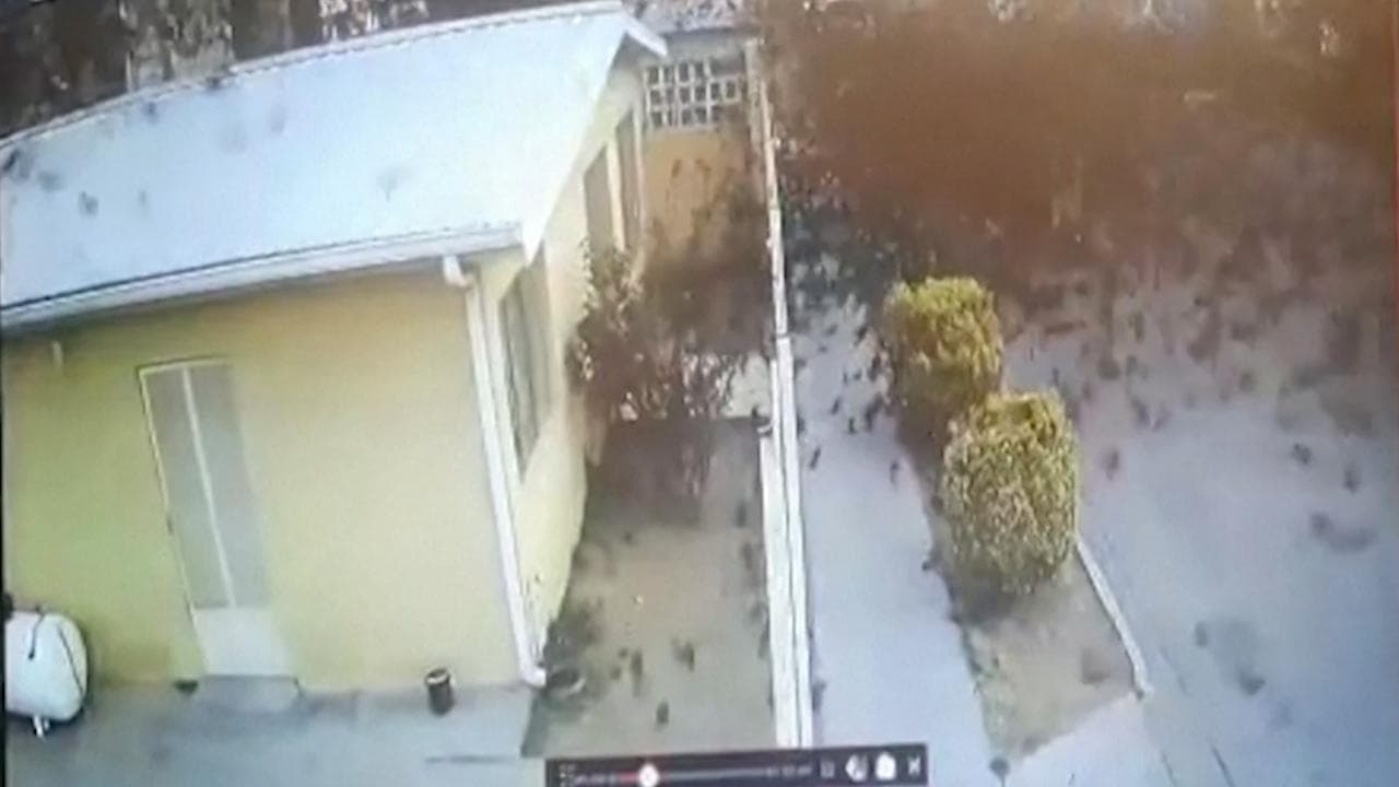 Messico, centinaia di merli cadono dal cielo: l'inspiegabile moria ripresa da una telecamera