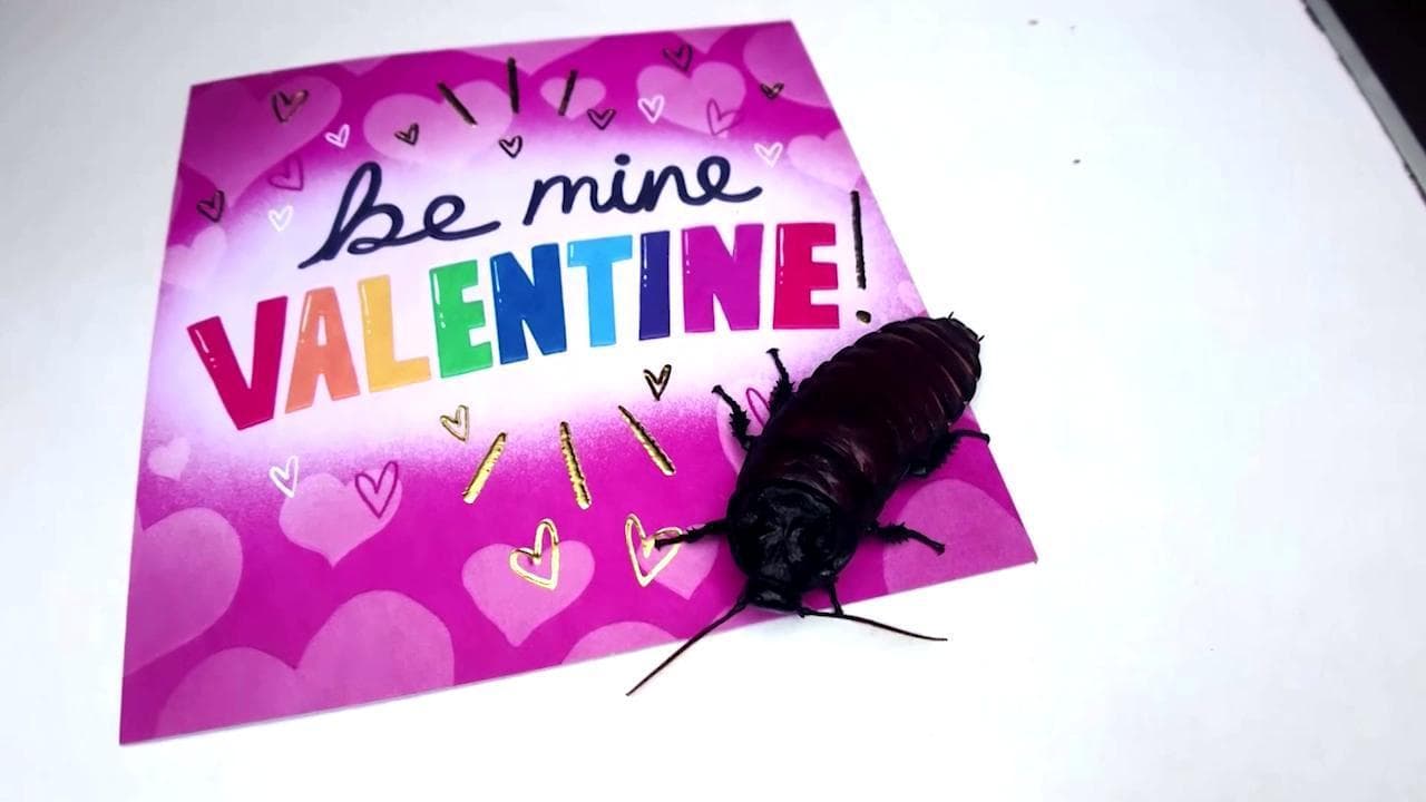 A San Valentino dai il nome del tuo ex a uno scarafaggio: l'ironica raccolta fondi di uno zoo inglese