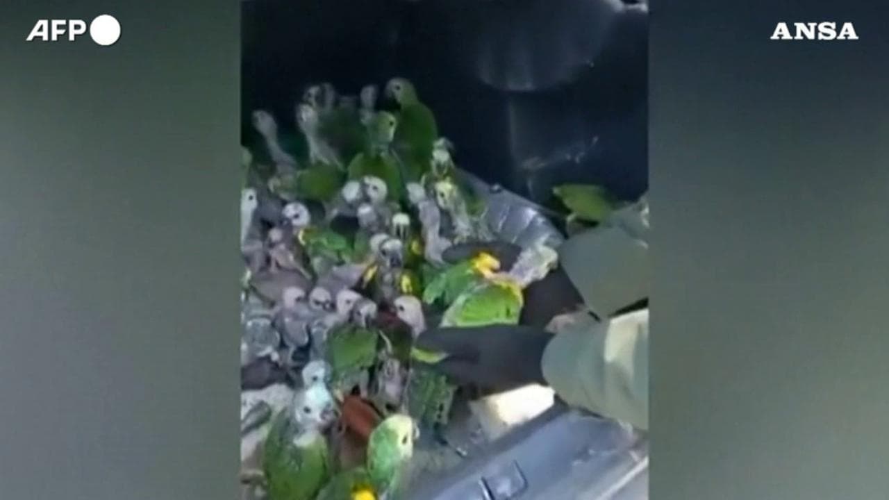 Argentina, la gendarmeria trova cento pappagalli nel bagagliaio di un'auto