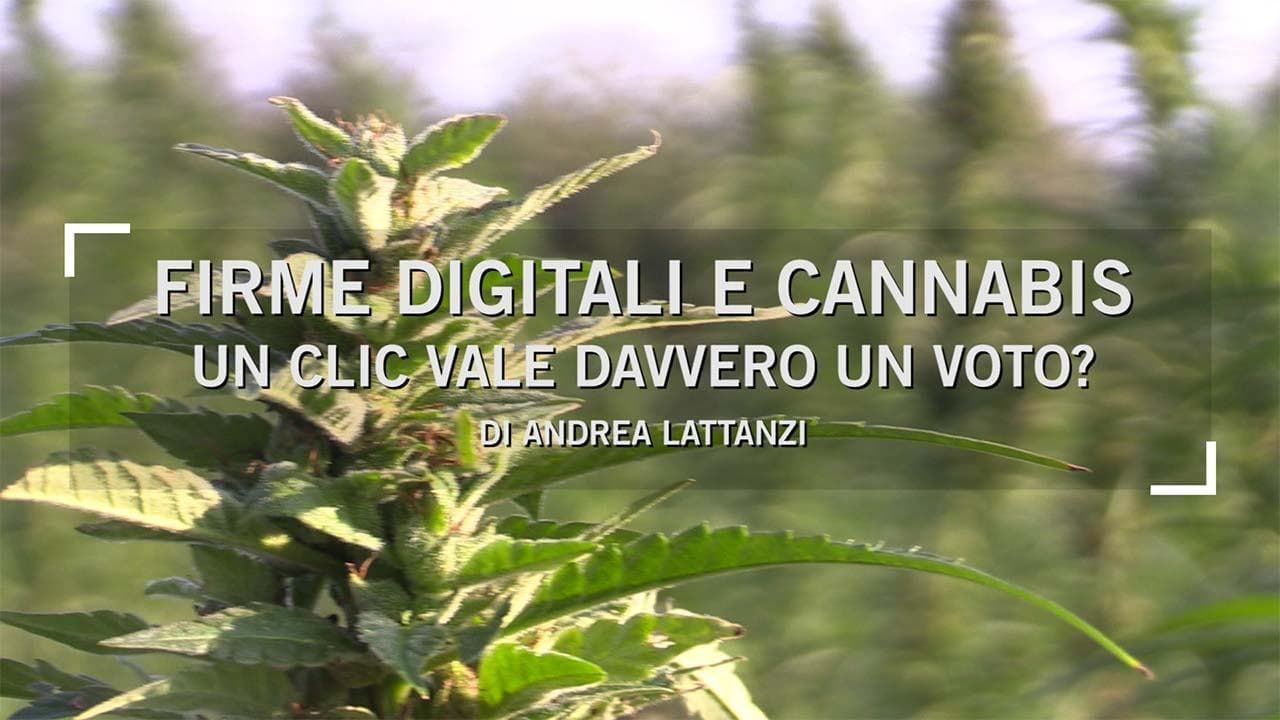 Firme digitali e cannabis: un clic vale davvero un voto?