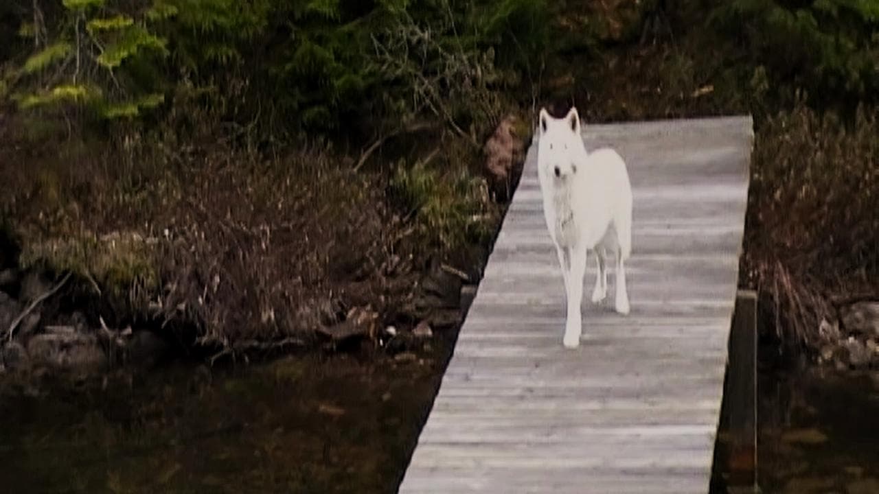 'Il lupo e il leone', due cuccioli veri per una favola canadese