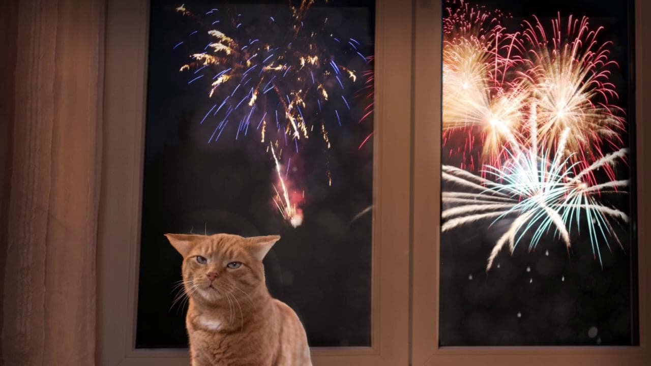 Botti di fine anno: ecco le 10 regole per proteggere gli animali domestici