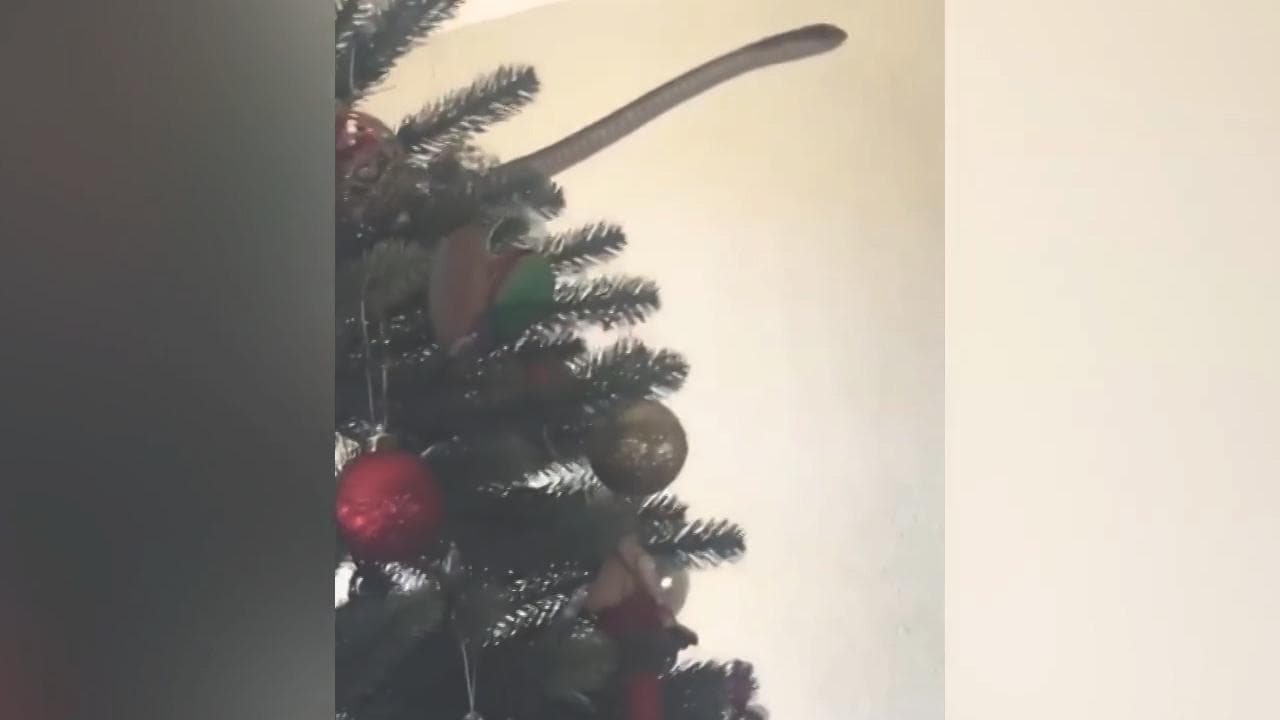 Sudafrica, l'addobbo è da incubi: dall'albero di Natale spunta un serpente velenoso