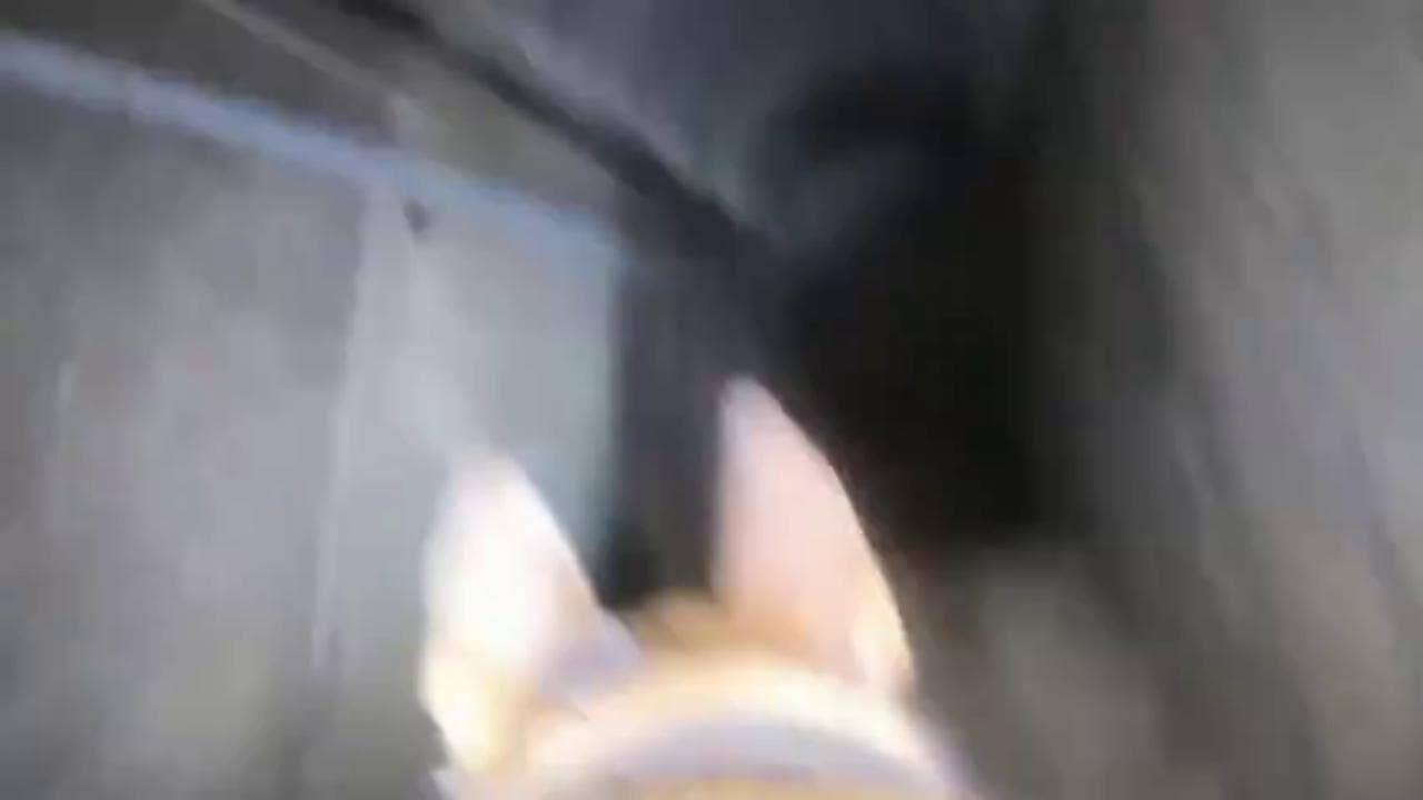 Un cane dell'unità K-9 scopre tunnel di Hamas su più livelli lungo centinaia di metri: il video in soggettiva