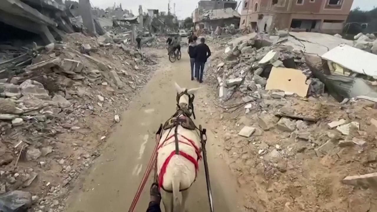Gaza, le strade distrutte dalla guerra: così gli asini sono diventati un cruciale mezzo di trasporto