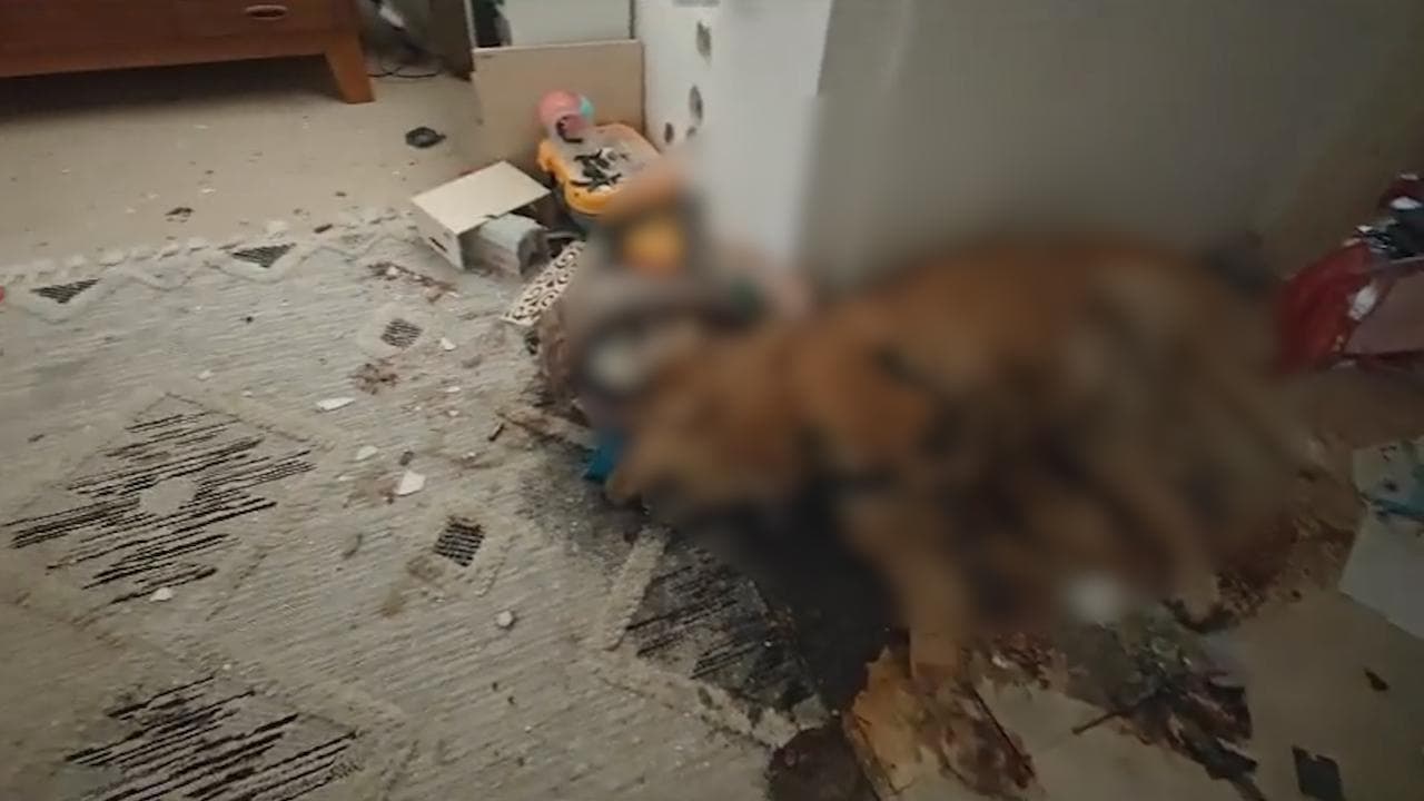 In una casa del kibbutz di Be'eri dopo l'eccidio di Hamas, sgozzato anche un cane
