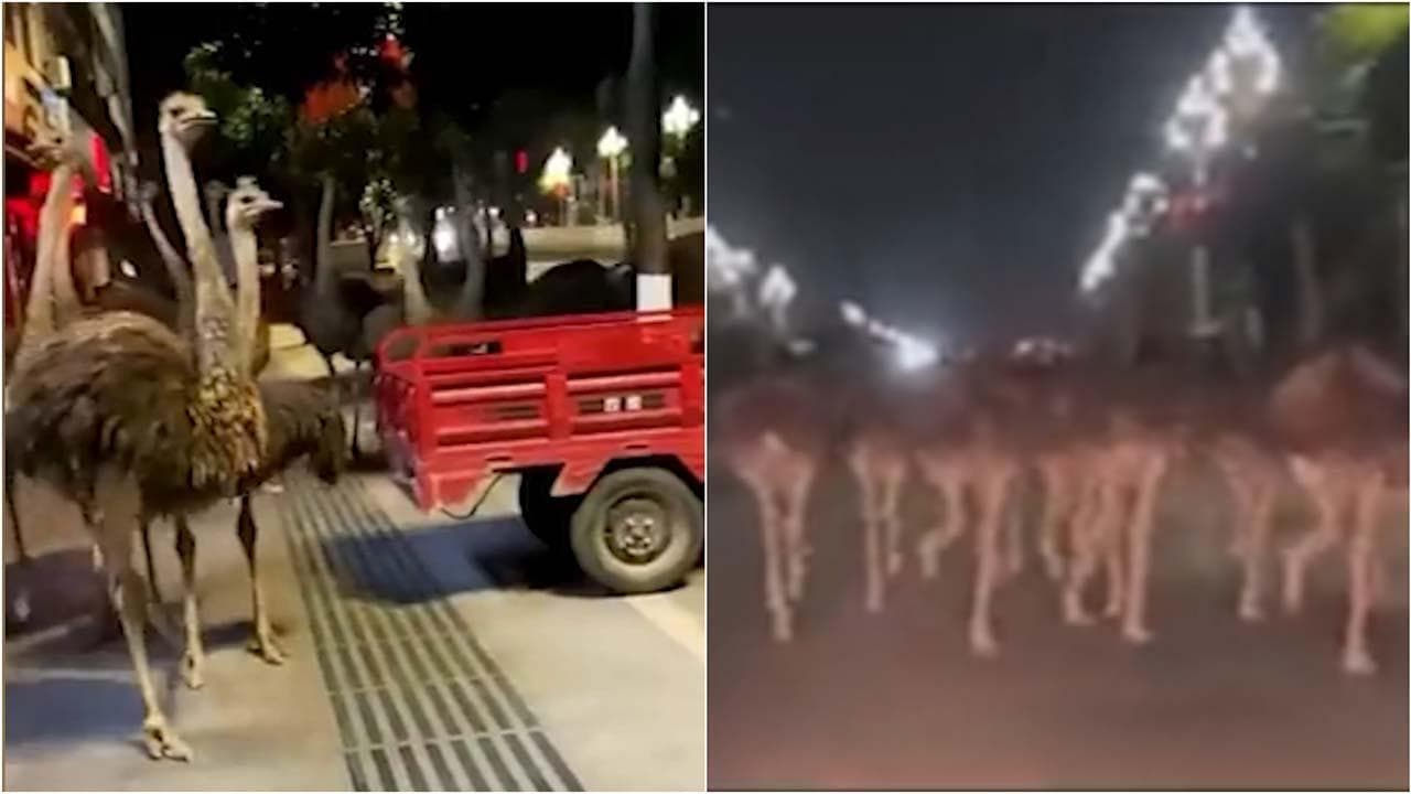 Cina, decine di struzzi in fuga dall'allevamento corrono per le strade di Chongzuo