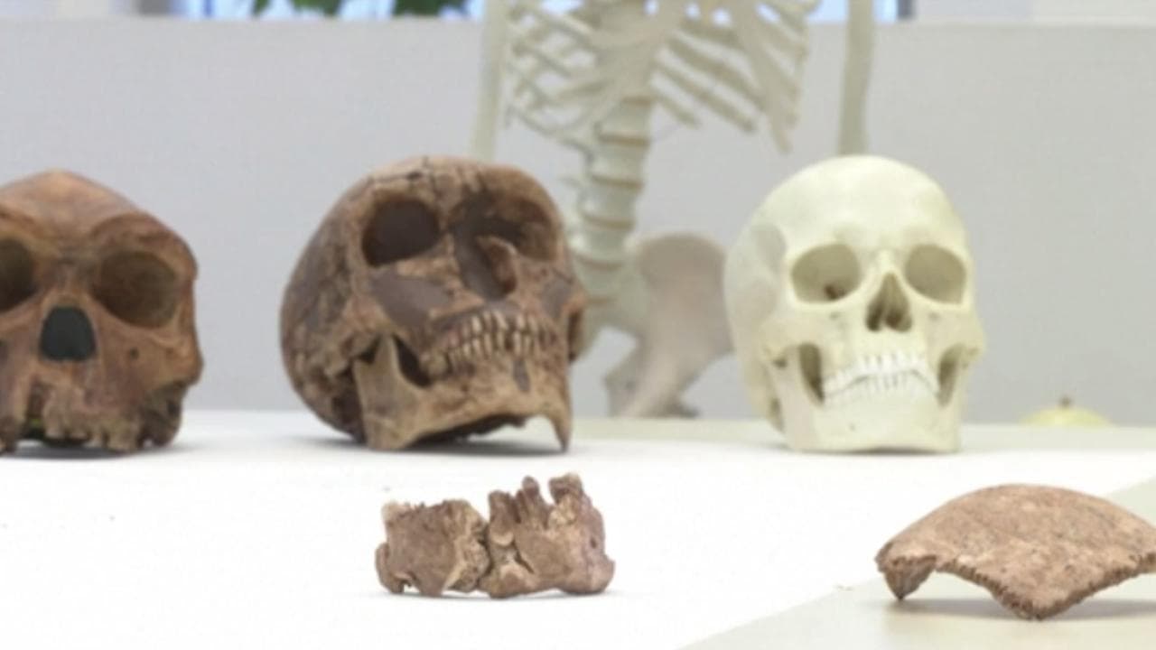 Scoperta una nuova specie di "Homo" arcaico: "Potrebbe riscrivere la storia dell'evoluzione umana"