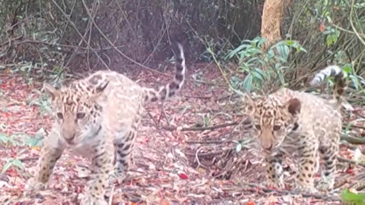 Argentina, mamma giaguaro e i due cuccioli tornano liberi