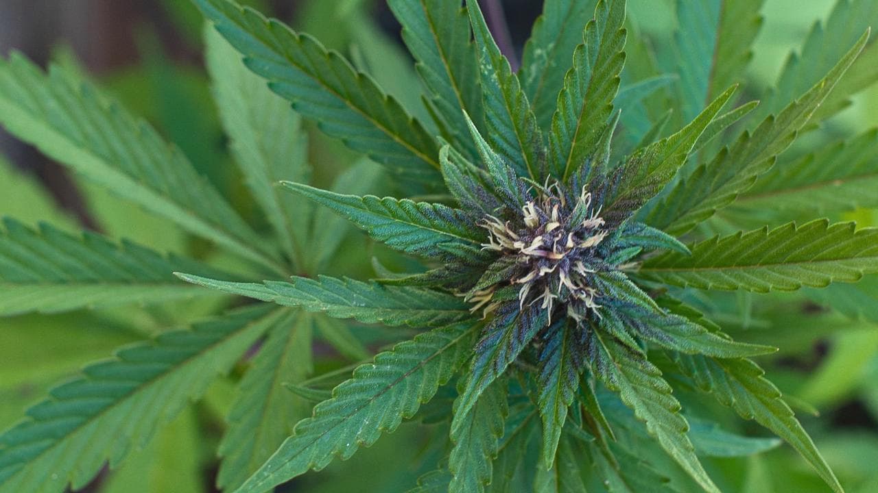 Cannabis, dai referendum alle sentenze della Corte Costituzionale: le tappe di una riforma ferma da 30 anni