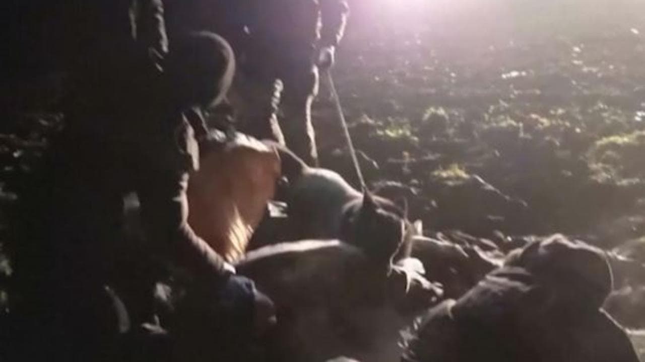 Bielorussia, i cani della polizia di confine lituana azzannano i migranti mentre dormono