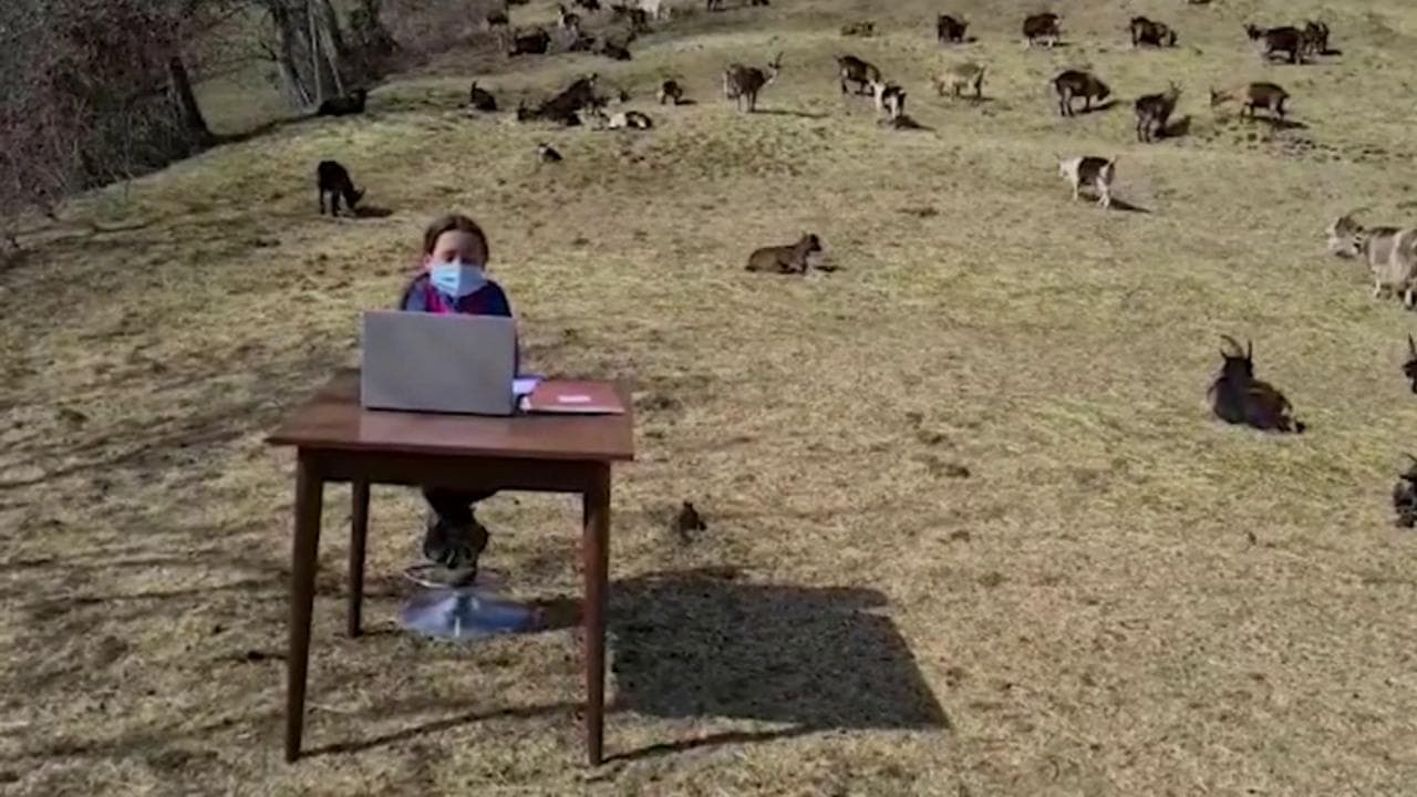 Trentino, la Dad di Fiammetta sui monti: tavolino e pc tra le capre insieme al papà pastore