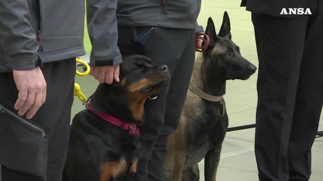 Coronavirus, in Alto Adige i cani anti-Covid al lavoro nelle scuole