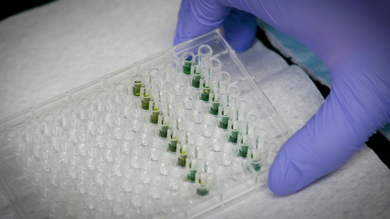 Coronavirus, l'Università di Pittsburgh sperimenta lo spray nasale anti-Covid: ''Pronto il prossimo anno''