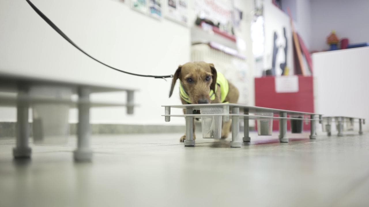 Coronavirus, l'addestratore e l'idea dei cani anti-Covid: "Possiamo addestrarli in un mese"